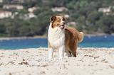 BERGER AUSTRALIEN 404
